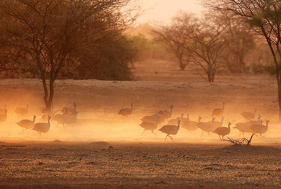 Helmeted guineafowls - South Rift Vally