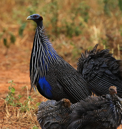 Vulturine guineafowls - northern Kenya