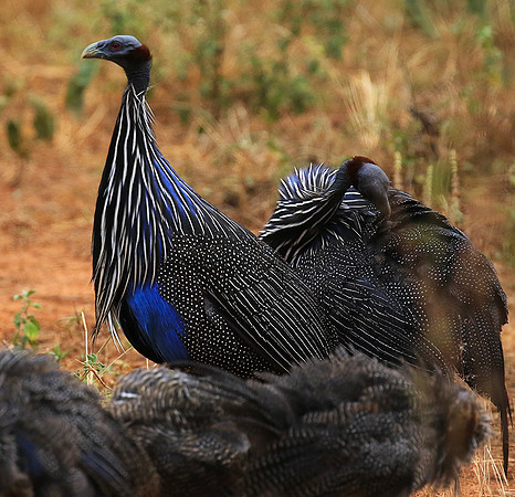 Vulturine guineafowls - northern Kenya