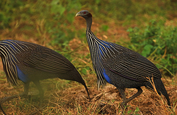 Vulturine guineafowls - northern Kenya