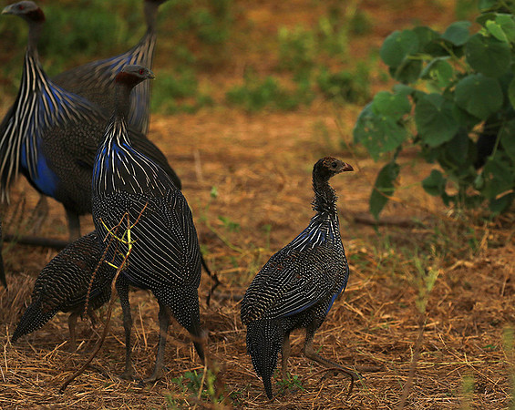 Vulturine guineafowls - northern Kenya