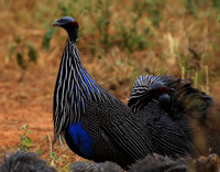 Vulturine guineafowls - northern Kenya