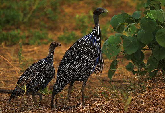Vulturine guineafowls - northern Kenya