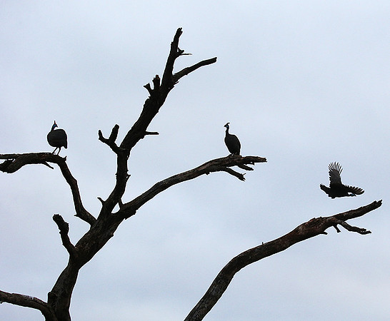 Meru NP