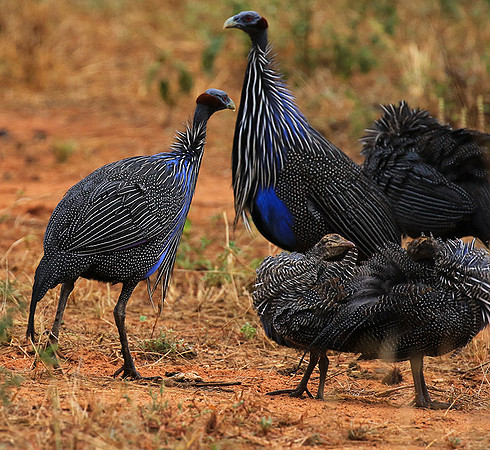 Vulturine guineafowls - northern Kenya