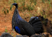 Vulturine guineafowls - northern Kenya