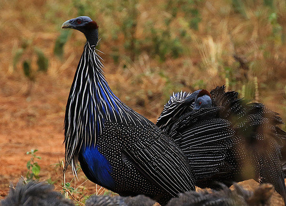 Vulturine guineafowls - northern Kenya