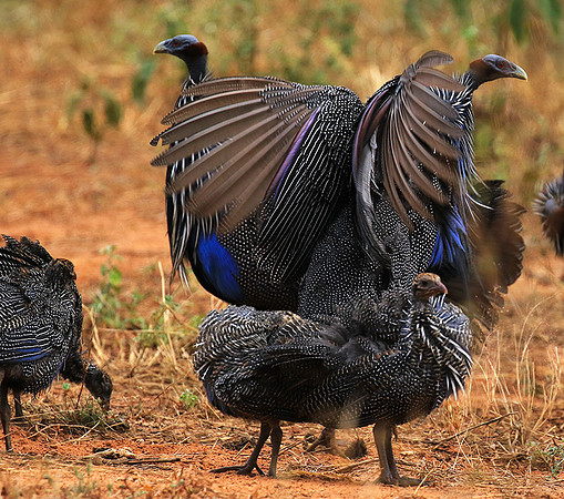 Vulturine guineafowls - northern Kenya