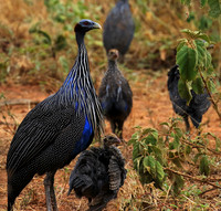 Vulturine guineafowls - northern Kenya