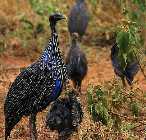 Vulturine guineafowls - northern Kenya