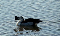 Knob-billed duck - Madikwe game Reserve
