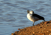 Knob-billed duck - Madikwe game Reserve