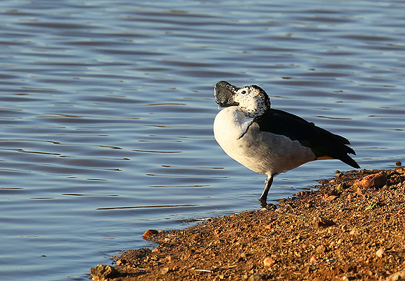 Knob-billed duck - Madikwe game Reserve
