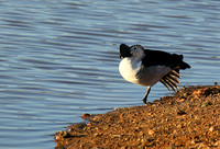 Knob-billed duck - Madikwe game Reserve