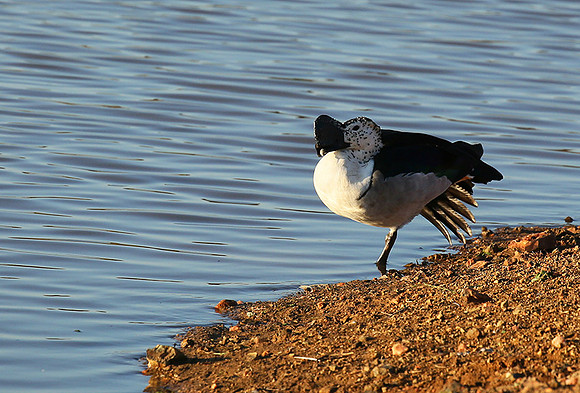 Knob-billed duck - Madikwe game Reserve