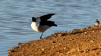 Knob-billed duck - Madikwe game Reserve