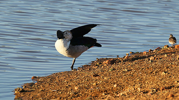 Knob-billed duck - Madikwe game Reserve