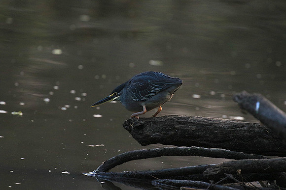 Green-backed heron - Singita Lebombo