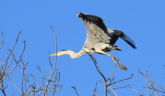 Grey heron - Londolozi game reserve