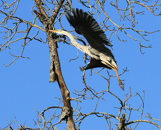 Grey heron - Londolozi game reserve
