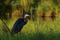 Goliath heron at Sabi Sand
