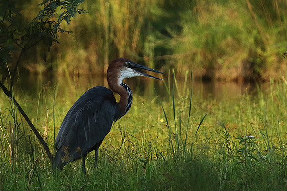 Goliath heron at Sabi Sand