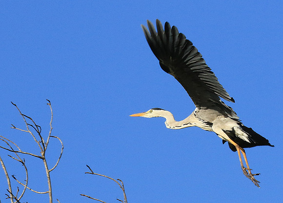 Grey heron - Londolozi game reserve