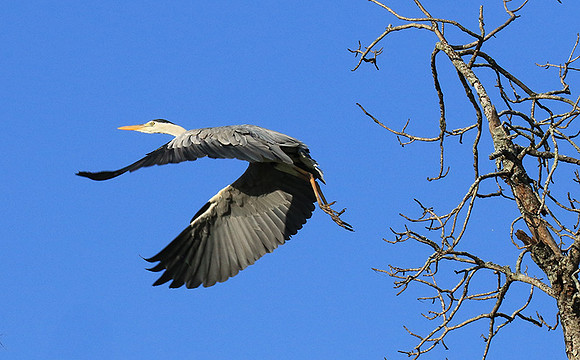 Grey heron - Londolozi game reserve