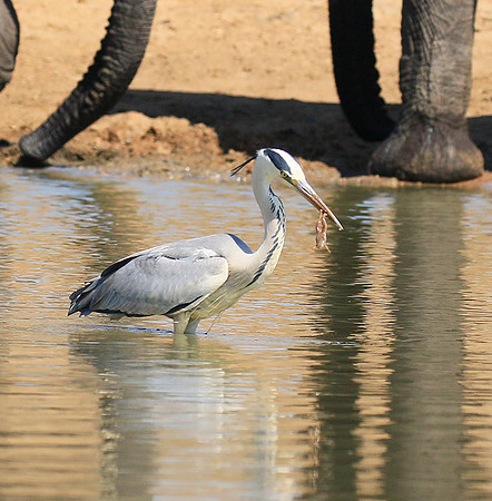 Grey heron - Kruger Park