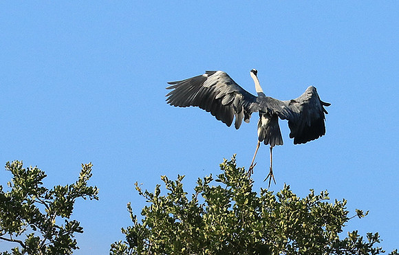 Grey heron - Londolozi game reserve