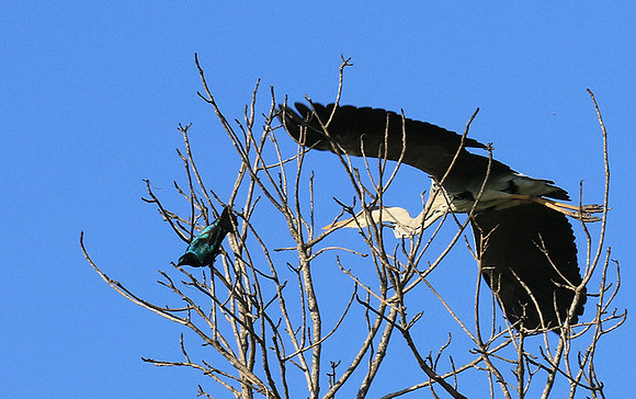 Grey heron - Londolozi game reserve