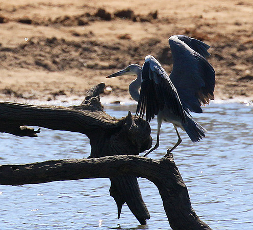 Grey heron - Timbavati - South Africa