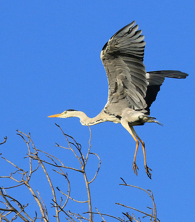 Grey heron - Londolozi game reserve