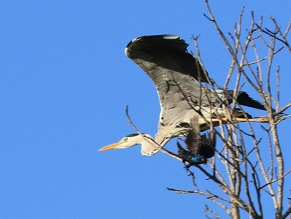 Grey heron - Londolozi game reserve
