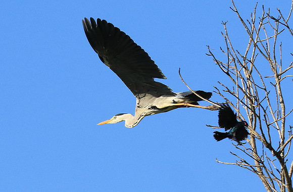 Grey heron - Londolozi game reserve