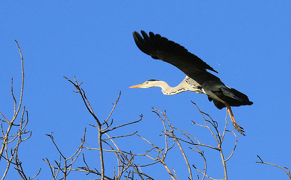 Grey heron - Londolozi game reserve