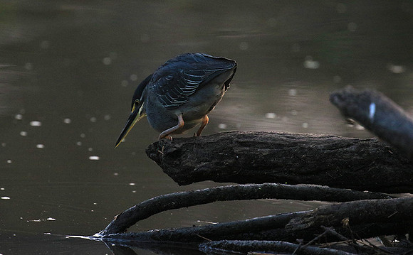 Green-backed heron - Singita Lebombo