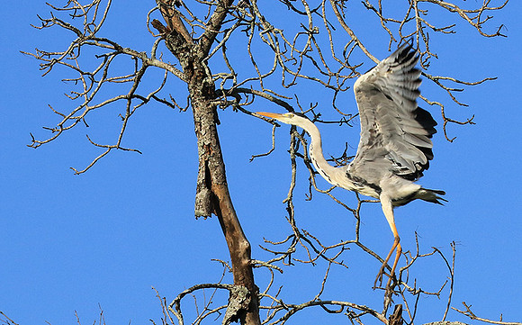 Grey heron - Londolozi game reserve