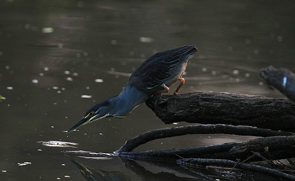 Green-backed heron - Singita Lebombo