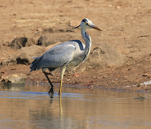 Grey heron - Kruger Park