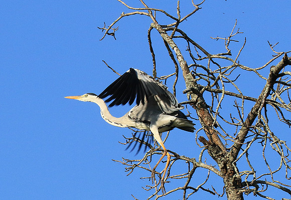 Grey heron - Londolozi game reserve