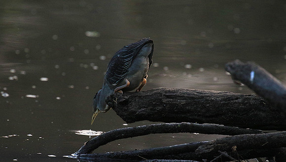 Green-backed heron - Singita Lebombo