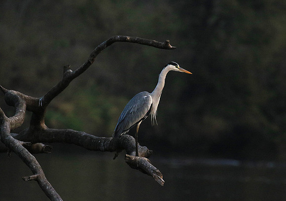 Grey heron - Kruger Park