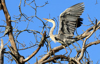 Grey heron - Londolozi game reserve