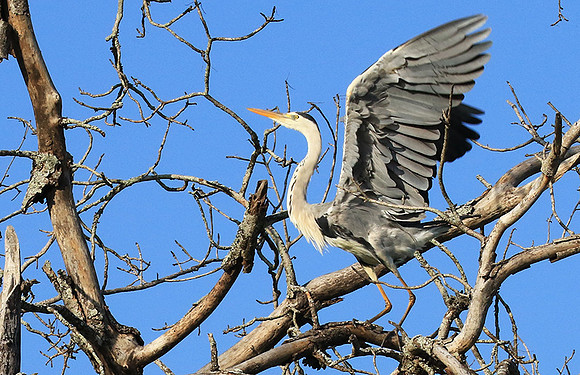 Grey heron - Londolozi game reserve