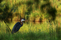 Goliath heron at Sabi Sand