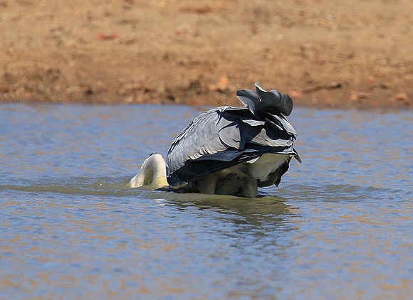 Grey heron - Kruger Park