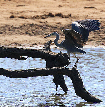 Grey heron - Timbavati - South Africa