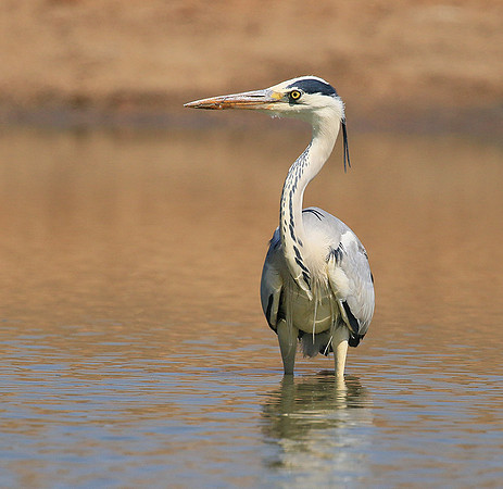 Grey heron - Kruger Park