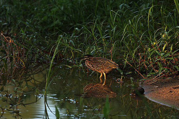 Green-backed heron at Sabi Sand